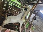 Jamunapari Male Goat