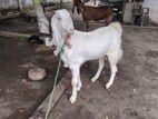 Jamunapari Goat