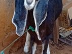 Jamunapari Aadu