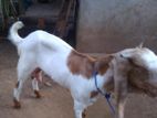 Jamunapari Aadu