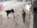 Jamunapari Goat