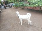 Jamnapari Adu