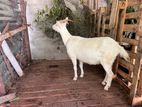 Sanan Goat