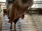 Farm Goats