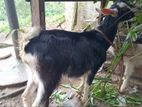 jamunapari female with british alphine hornless male healthy goats