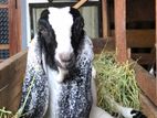 Jamunapari Female Goat