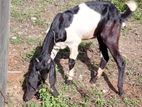 Jamunapari Female Goat