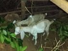 Jamunapari Female Goats