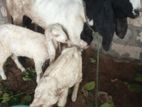 Jamunapari Goats