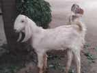 Jamunapari Goats