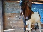 Jamunapari Goat