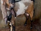 Jamunapari Goat