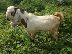 Jamunapari Goat