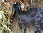 Jamunapari Goat