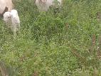 Jamunapari Goat