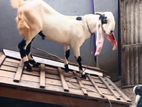 Jamunapari Goat