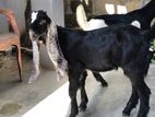 jamunapari goat