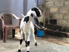 Jamunapari Goat
