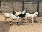 Jamunapari Goats