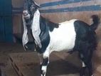 Jamunapari Goat