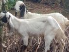 Jamunapari Goats