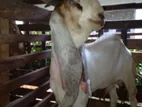 Jamunapari Goat