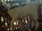 Jamunapari Goat