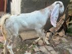 Jamunapari Goat