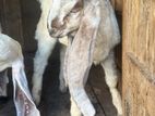 Jamunapari Goat