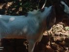 Jamunapari Goat