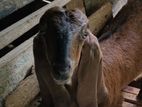 Jamunapari Goat