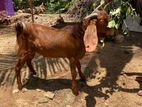 Jamunapari Goat