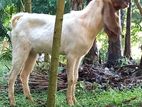 Jamunapari Goat