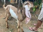 Jamunapari Goat