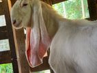 Jamunapari Goat