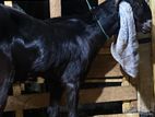 Jamunapari Goat