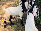 Jamunapari Goat