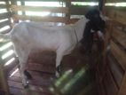 Jamunapari Goat