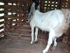 Jamunapari Goat