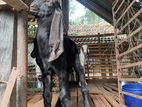 Jamunapari Goat