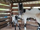 Jamunapari goat