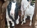 Jamunapari goat For sale in Ganemulla