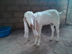 Jamunapari Goat