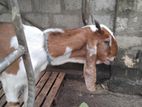 Jamunapari Goats