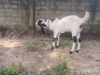 Jamunapari Goat