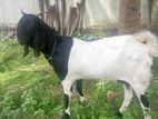 Jamunapari Goat