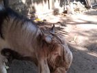 Jamunapari Goat