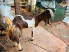 Jamunapari Goat