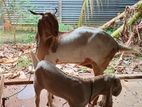 Jamunapari goat