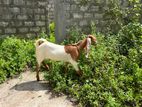 Jamunapari Goat